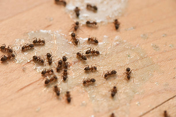 Best Exterminator Services  in Orchard Homes, MT