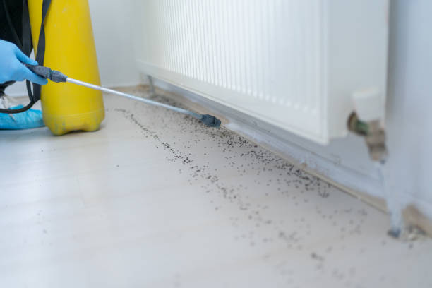 Best Mosquito Control Services  in Orchard Homes, MT