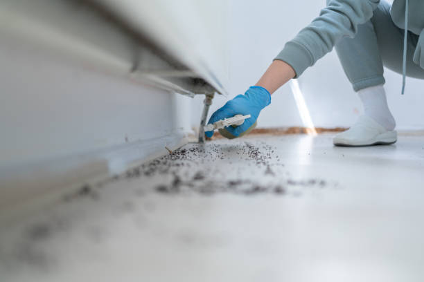 Trusted Orchard Homes, MT Pest Control Experts